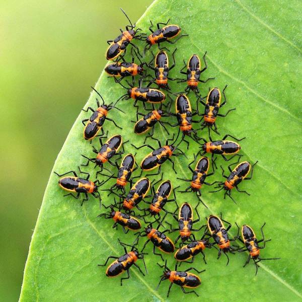 Photograph Deddy Darmawan  Baby Bugs on One Eyeland